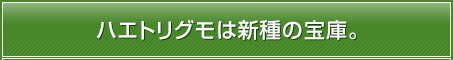 ハエトリグモは新種の宝庫。