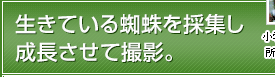 生きている蜘蛛を採集し成長させて撮影。